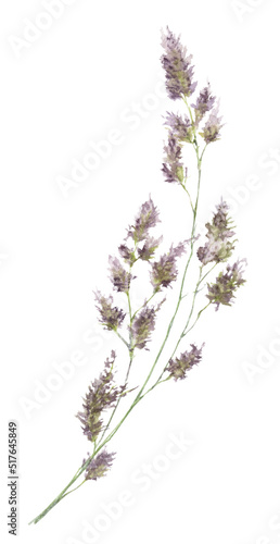 Panicle grass hand drawn in watercolor isolated on a white background. Watercolor illustration. Watercolor floral element.