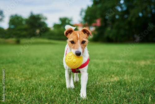 Fototapeta Naklejka Na Ścianę i Meble -  Dog playing with ball at park, Jack Russell terrier portrait