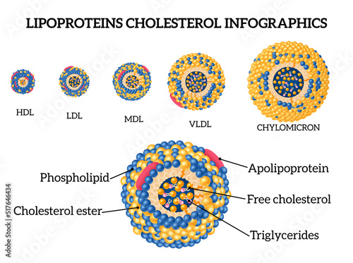 CholesterolInfographic Set photo