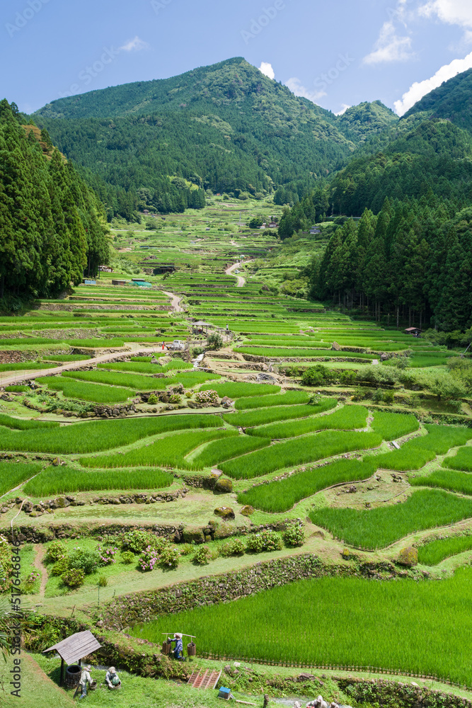 初夏の四谷の千枚田