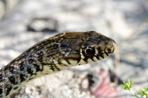 Balkan whip snake // Balkan-Zornnatter (Hierophis gemonensis) 