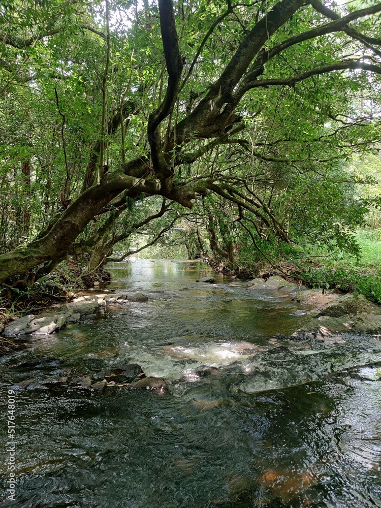 Obraz premium stream in the forest
