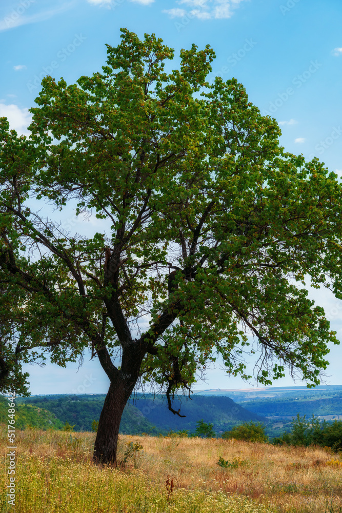 beautiful tree on a hill next to the valley, blue sky with clouds on the horizon, beautiful summer landscape, bright sunny day beautiful tree on a hill next to the valley, blue sky with clouds on the horizon, beautiful summer landscape, bright sunny day