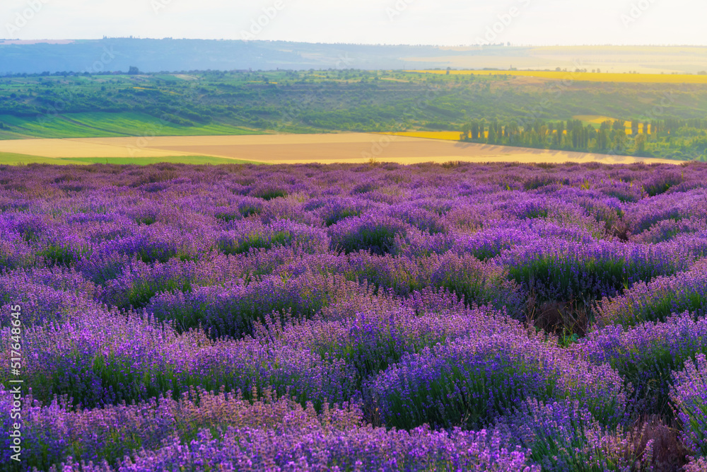 Naklejka premium a lavender field blooms on a hill, a forest in the distance, the sunset shines yellow in the sky, a beautiful summer landscape