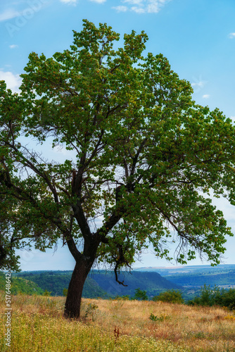 beautiful tree on a hill next to the valley, blue sky with clouds on the horizon, beautiful summer landscape, bright sunny day