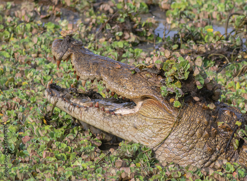 Close up of a crocodile; crocodile jaws; Mugger Crocodile in the water; Crocodile covered with weed; crocodiles resting; mugger crocodile from Sri Lanka