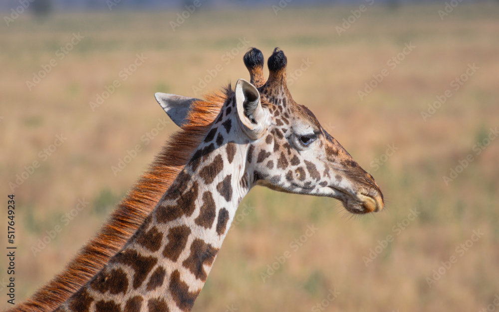 Obraz premium Close-up portrait of a lonely giraffe in Serengeti National Park Tanzania. Travel and safari concept.