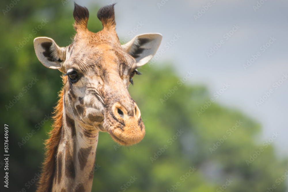 Naklejka premium Close-up portrait of a lonely giraffe in Serengeti National Park Tanzania. Travel and safari concept.