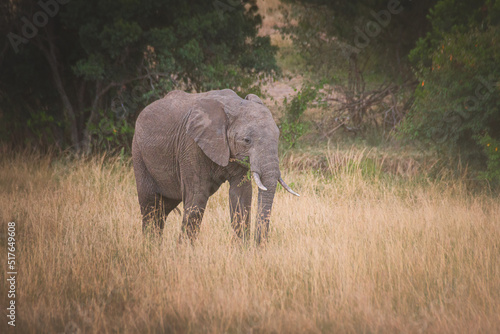 Young elephant in Maasai Mara Kenya Tanzania. Travel and safari concept. photo
