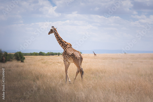 Lone giraffe in Serengeti National Park Tanzania. Travel and safari concept.