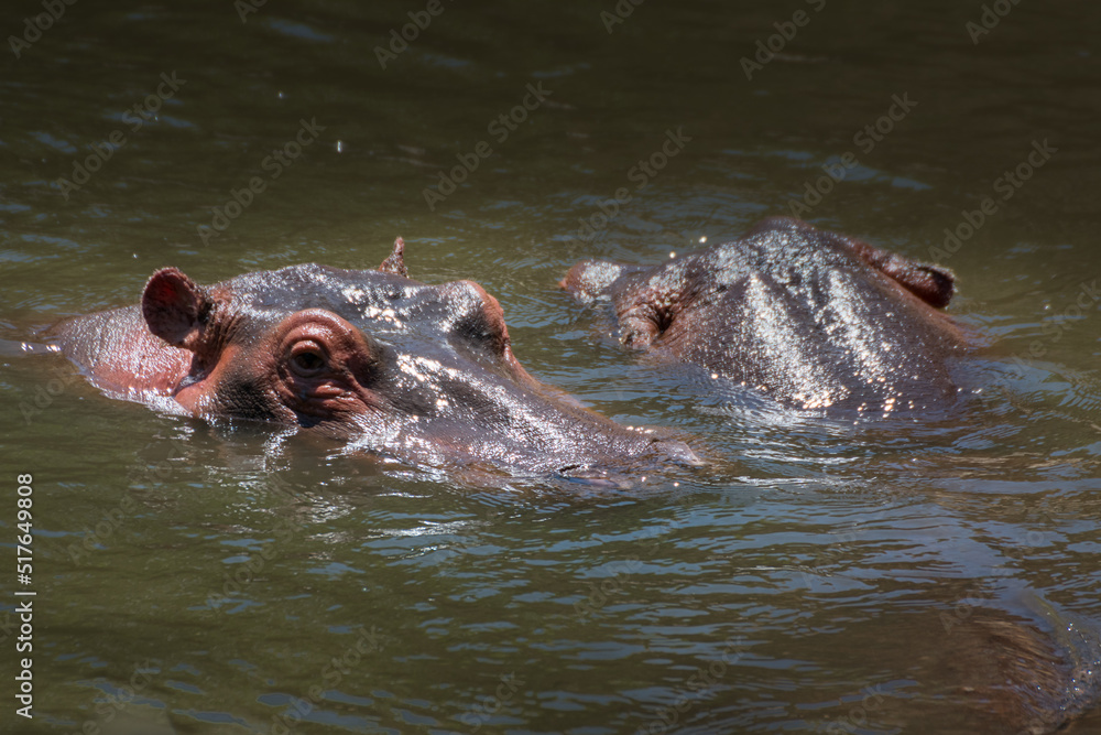 Pair of Hippo in the Mara river. Safari concept. Maasai Mara Kenya Tanzania Pair of Hippo in the Mara river. Safari concept. Maasai Mara Kenya Tanzania
