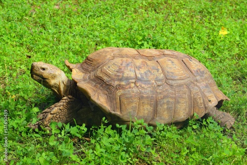 The African spurred tortoise, also called the sulcata tortoise, is a species of tortoise inhabiting the southern edge of the Sahara desert in Africa, the largest mainland species of tortoise