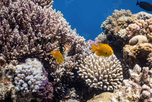 colored coral reef and fishes in the sea