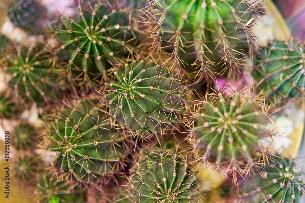 Closeup of many cactus succulent plants in flower pot. Closeup of many cactus succulent plants in flower pot.