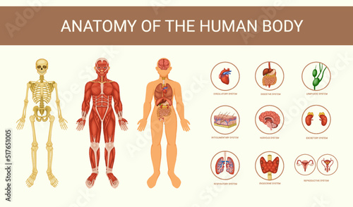 Human Body Systems