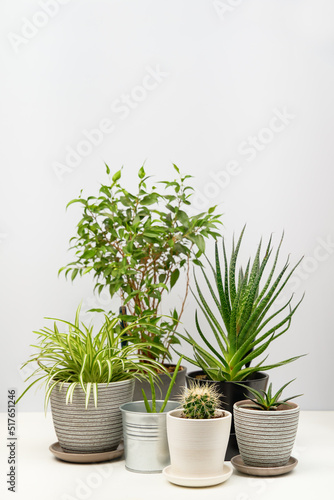 Fototapeta Naklejka Na Ścianę i Meble -  Several indoor plants standing on white table.