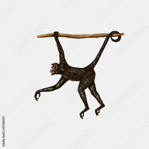 Spider monkey or Southern muriqui hanging on a tree. Hand drawn engraved sketch in woodcut style. Vector illustration in vintage style.