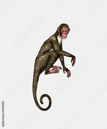 Colombian white faced capuchin or Rhesus macaque. Monkey in vintage style. Hand drawn engraved sketch in woodcut style