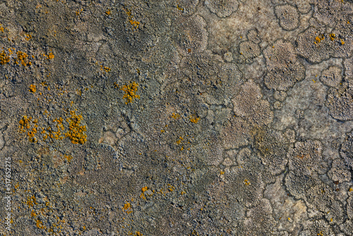 Golden moonglow lichen on quartzite sandstone surface. A pioneer lichen in Bare Rock Succession that helps break down rock and sets the stage for mosses and other plants to follow succession. photo