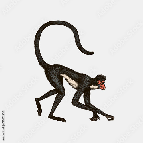 Spider monkey or Southern muriqui hanging on a tree. Hand drawn engraved sketch in woodcut style. Vector illustration in vintage style.