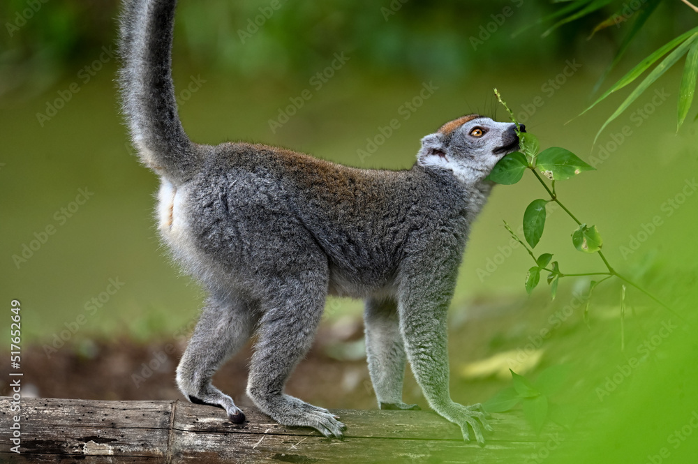 Naklejka premium Crowned lemur (Eulemur Coronatus), endemic lemur from northern Madagascar