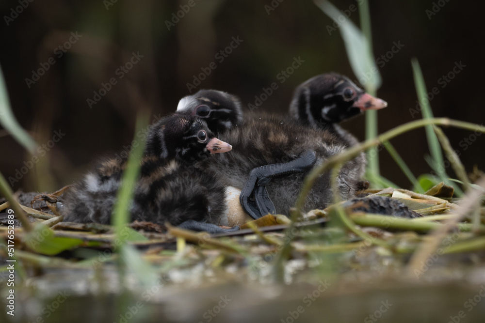 Obraz premium The little baby juvenile grebe on their nest, also known as dabchick, is a member of the grebe family of water birds