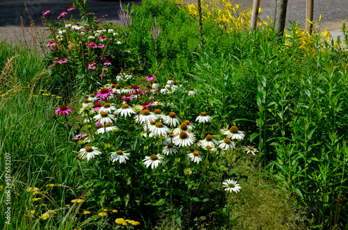 flowerbed on the promenade in the park with ornamental perennials. the edge is a curved curb of granite paving blocks. separates the flowerbed in the rectangle from the lawns