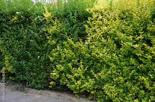 Canvas Print medium-growing shrub, growing to a height of 2 m and approximately the same width