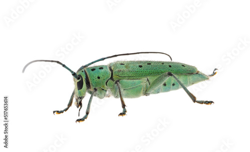 Flat-faced longhorns beetle isolated on white background, Saperda punctata