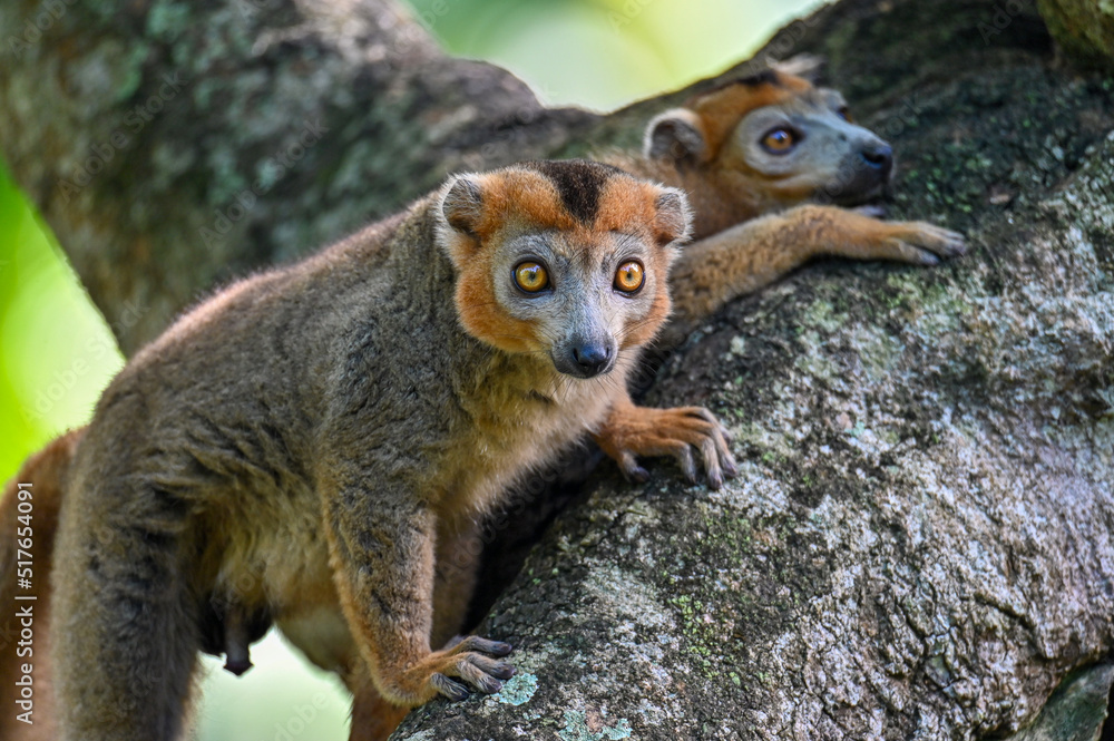 Crowned lemur (Eulemur Coronatus), endemic lemur from northern Madagascar Crowned lemur (Eulemur Coronatus), endemic lemur from northern Madagascar