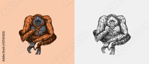 Orangutan in vintage style. Hand drawn engraved sketch in woodcut style. Large intelligent animal with long hair.