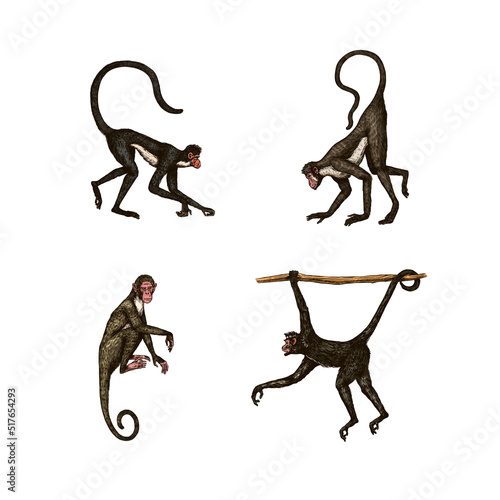 Bonobo or chimpanzee, Western gorilla , Orangutan in vintage style. Colombian capuchin Proboscis monkey. Spider monkey or Southern muriqui . Hand drawn engraved sketch in woodcut style. 