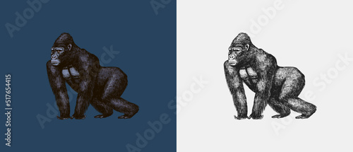 Western gorilla is crawling in vintage style. Giant monkey. Hand drawn engraved sketch in woodcut style. 