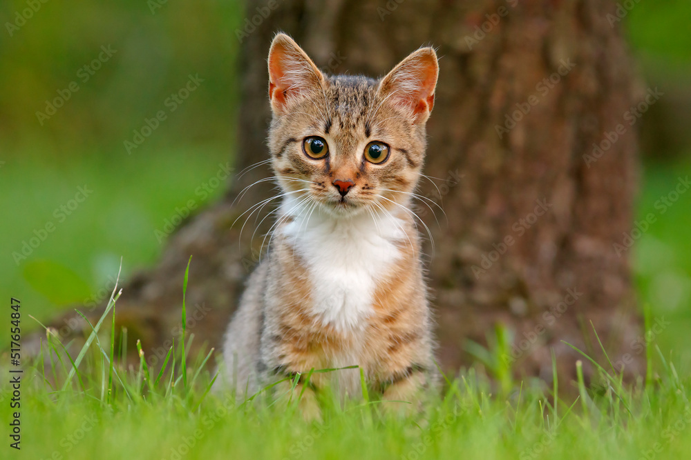 Kotek na trawie