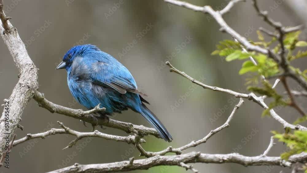 indigo bunting bird perched on a small branch of a tree. Passerina cyanea is a small seed eating bird in the cardinal family. deep blue birds 4k videos. indigo bunting bird perched on a small branch of a tree. Passerina cyanea is a small seed eating bird in the cardinal family. deep blue birds 4k videos.