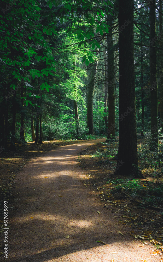 Obraz premium Shady Mid-Summer Woodland path