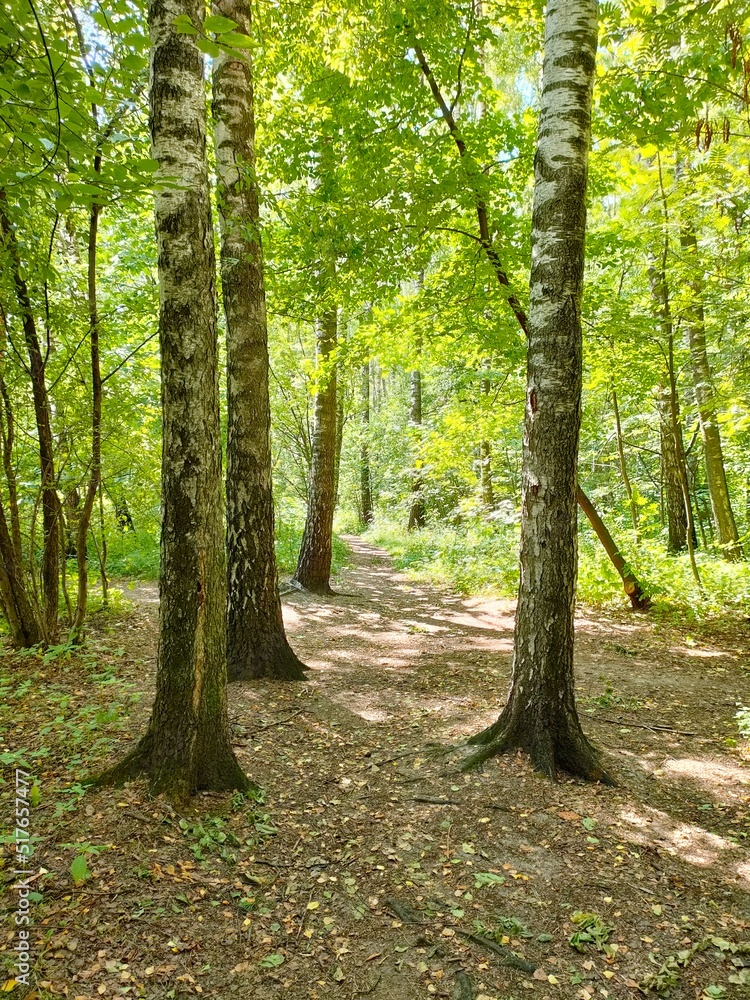 Obraz premium Beautiful trees in the forest