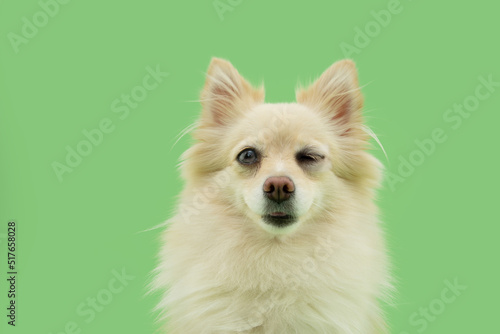 Happy pomeranian dog smiling and closing an eye. Isolated on green pastel background photo