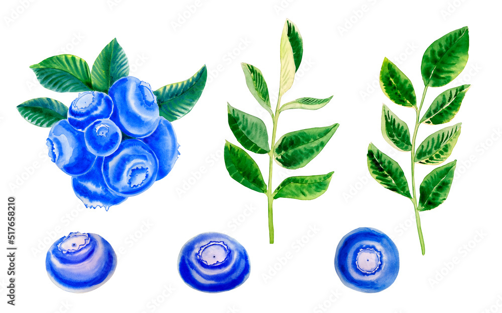 Berries and branches of blueberries watercolor set. Hand drawn illustrations of fruits and leaves on an isolated background. Clip art for design. Berries and branches of blueberries watercolor set. Hand drawn illustrations of fruits and leaves on an isolated background. Clip art for design.