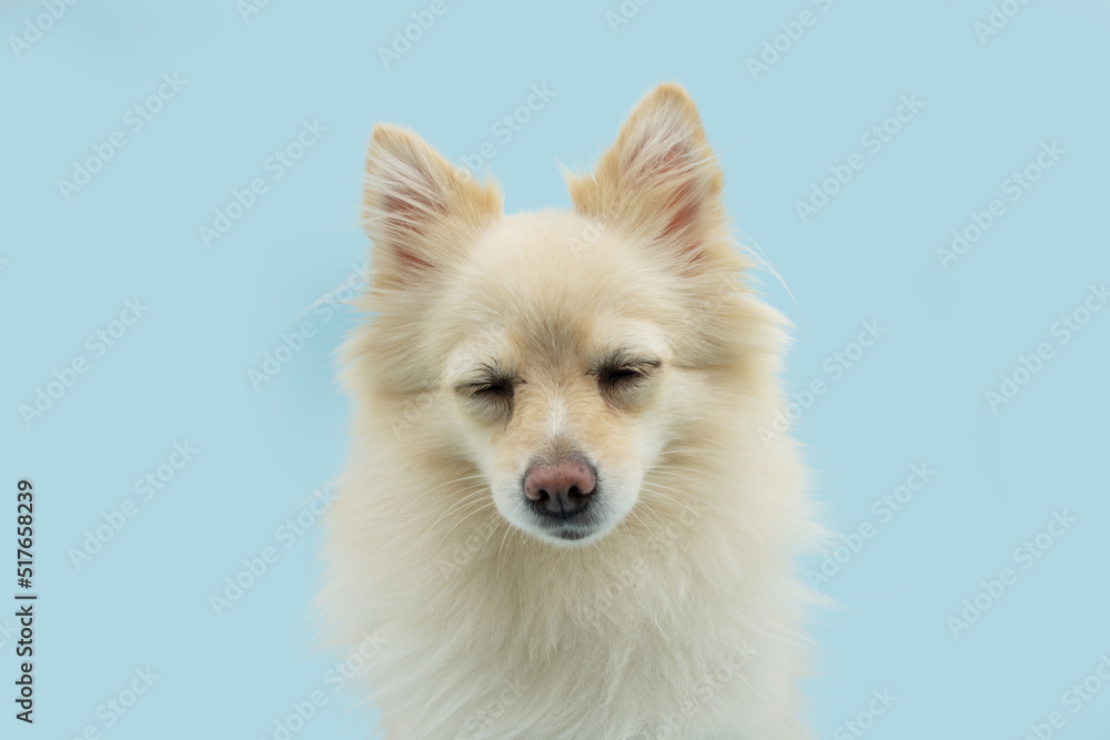Pomeranian puppy dog with clored eyes and sad expression face. Isolated on blue pastel background