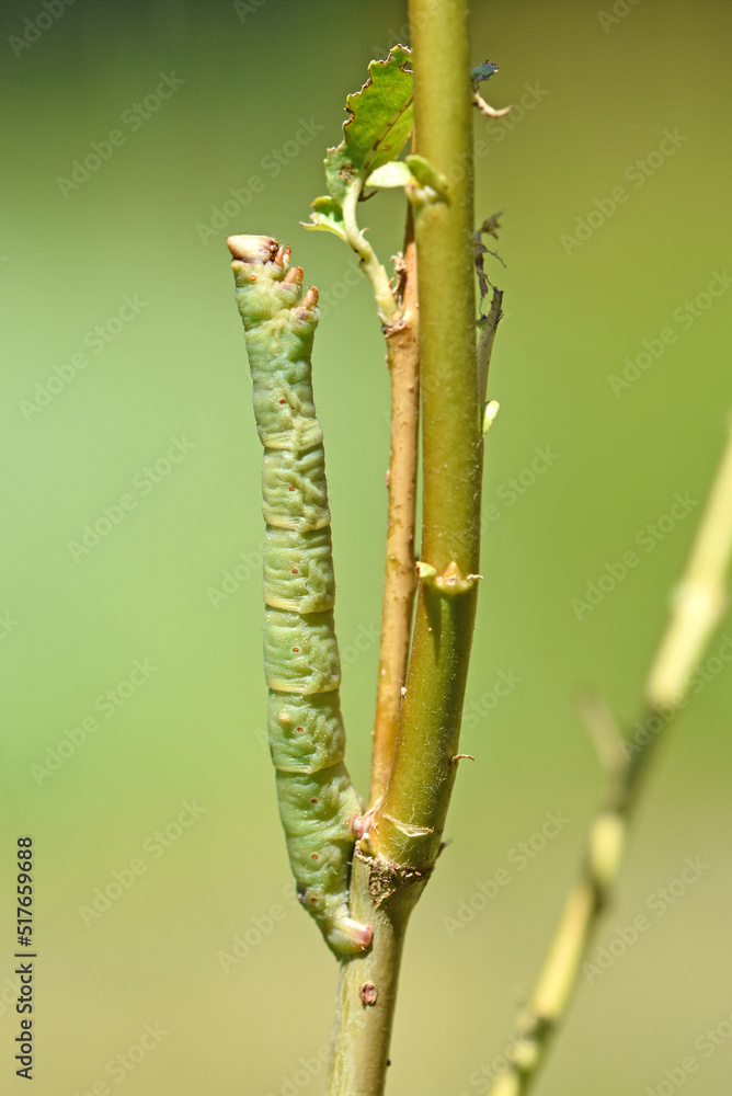 Birkenspanner (Biston betularia)