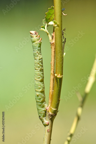 Birkenspanner (Biston betularia) photo