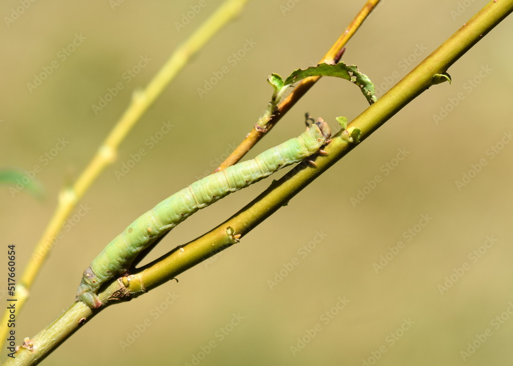 Birkenspanner (Biston betularia)