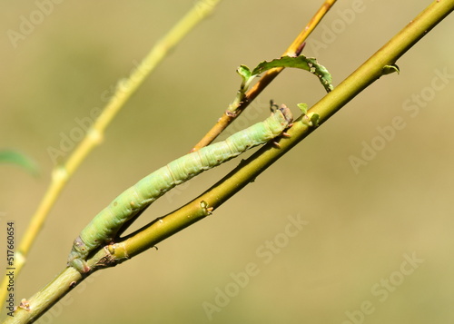 Obraz na płótnie Birkenspanner (Biston betularia) w salonie