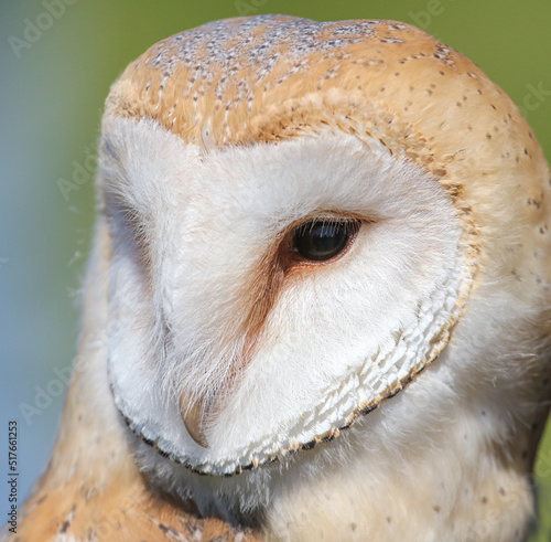 Portrait of an owl in nature. © schankz