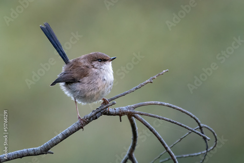 Принти на полотні Superb fairywren (Malurus cyaneus) on a branch, Sydney, Australia