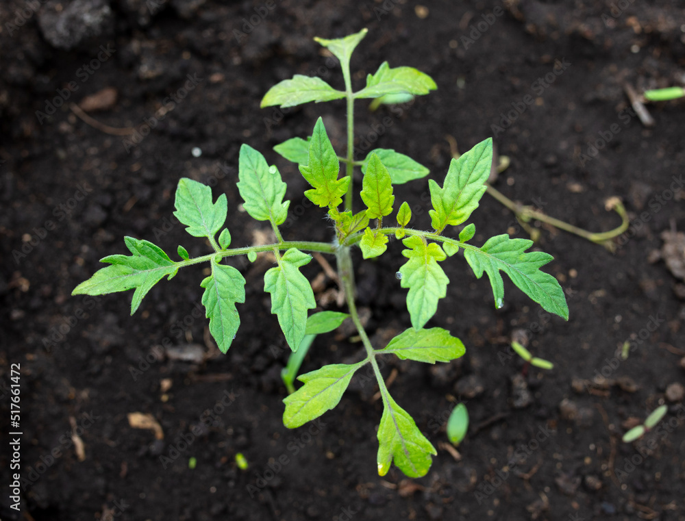 Young tomato seedling in the ground. Young tomato seedling in the ground.