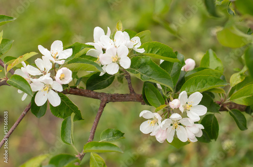 Flowers on an apple tree in spring.