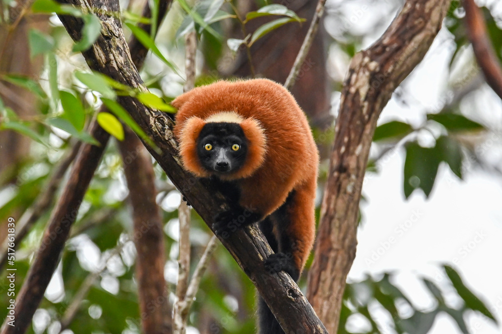 Fototapeta premium Red ruffed lemur - Varecia rubra, Madagascar nature