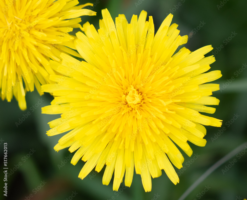 Yellow dandelion in the park in nature. Yellow dandelion in the park in nature.